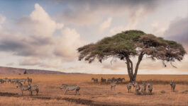 Tourcan Vacations launches new lineup of exotic tours & safaris