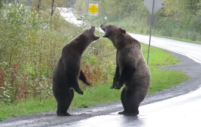 Watch-this-incredible-video-of-two-grizzlies-duking-it-out-on-Canadian-highway