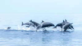 ACV-Transat-and-more-helping-to-end-dolphin-tourism-says-World-Animal-Protection