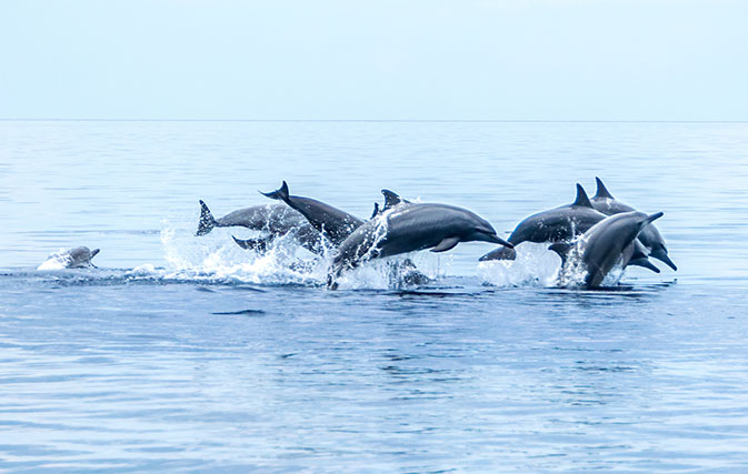 ACV-Transat-and-more-helping-to-end-dolphin-tourism-says-World-Animal-Protection