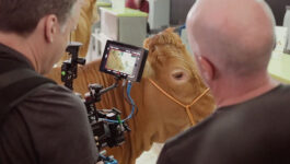 Don’t have a cow! WestJet’s new video goes against the herd