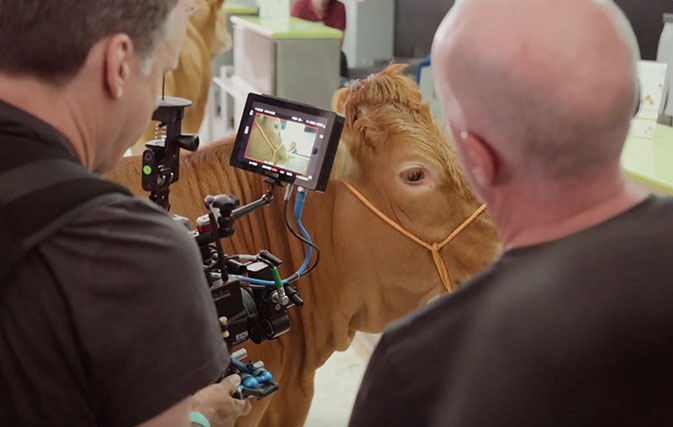 Don’t have a cow! WestJet’s new video goes against the herd