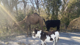 A-camel-cow-and-donkey-were-spotted-travelling-together-on-Kansas-road