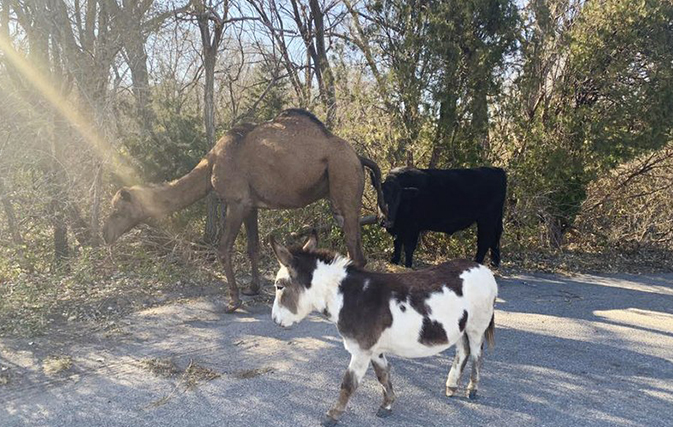 A-camel-cow-and-donkey-were-spotted-travelling-together-on-Kansas-road