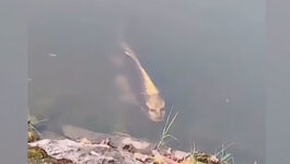 Fish-with-a-human-face-spotted-swimming-in-a-lake-in-China