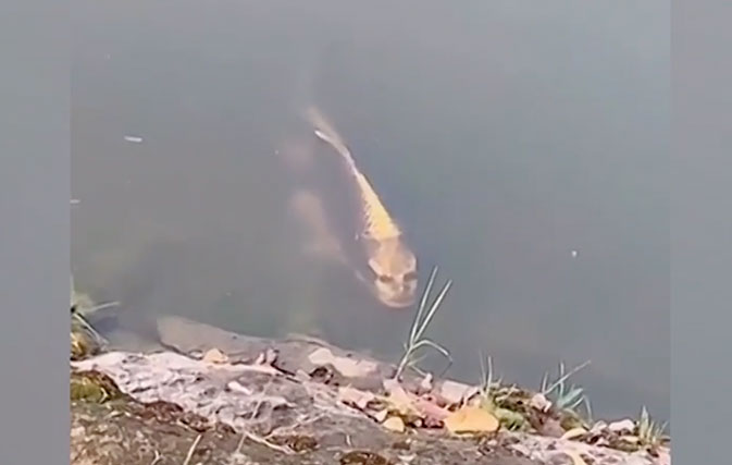 Fish-with-a-human-face-spotted-swimming-in-a-lake-in-China