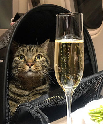 Passenger-pulls-the-ol-switcheroo-to-get-his-fat-cat-onboard-flight