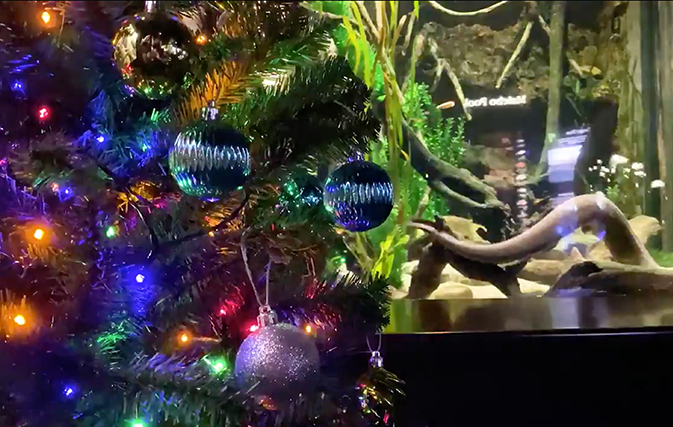 An-electric-eel-in-Tennessee-has-the-power-to-light-up-a-tree