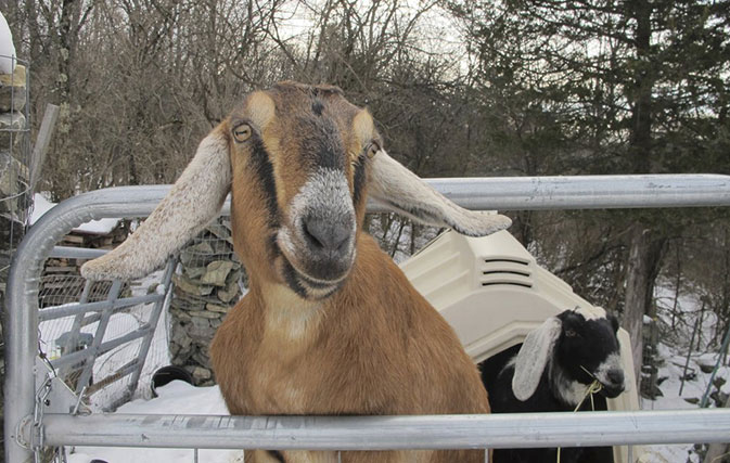 A-dog-and-a-goat-are-running-for-mayor-in-Vermont