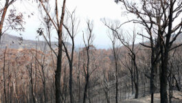 Goway-here-to-help-clients-affected-by-Australia-bushfires