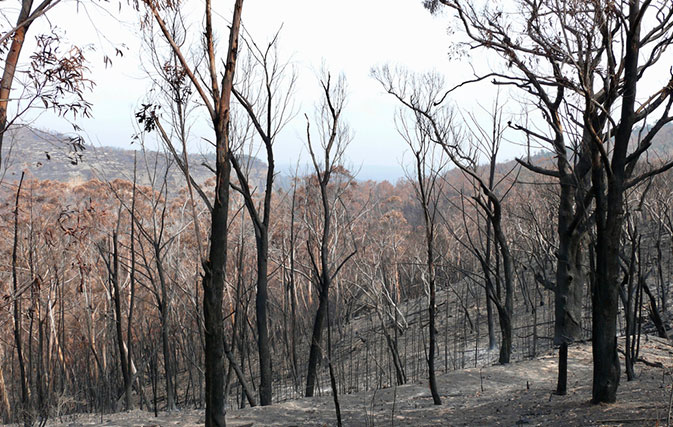 Goway-here-to-help-clients-affected-by-Australia-bushfires