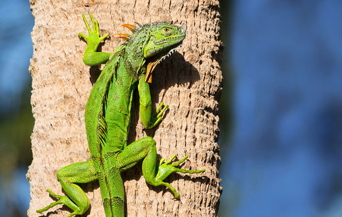 It-is-so-cold-in-Florida-that-iguanas-are-falling-out-of-trees