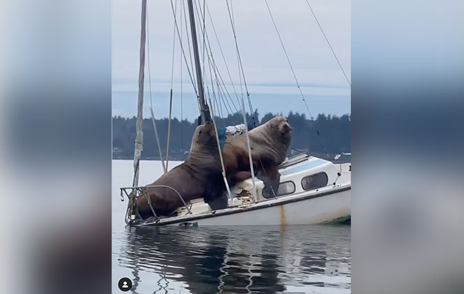 Nothing-to-see-here-just-two-humongous-sea-lions-on-the-back-of-a-boat