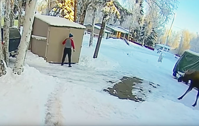 What-would-you-do-Alaska-man-gets-trapped-inside-shed-by-aggressive-moose