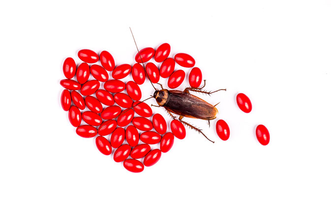 Cockroaches-named-after-ex-lovers-are-being-fed-to-zoo-animals-on-Valentines-Day