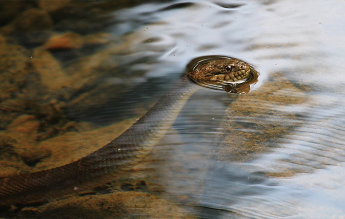 Florida-snakes-seen-gettin-frisky-prompt-partial-closure-of-park