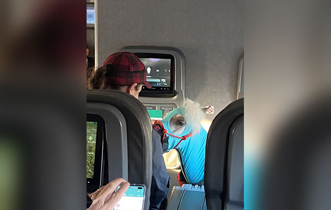 Miniature-horse-spotted-in-first-class-on-American-Airlines