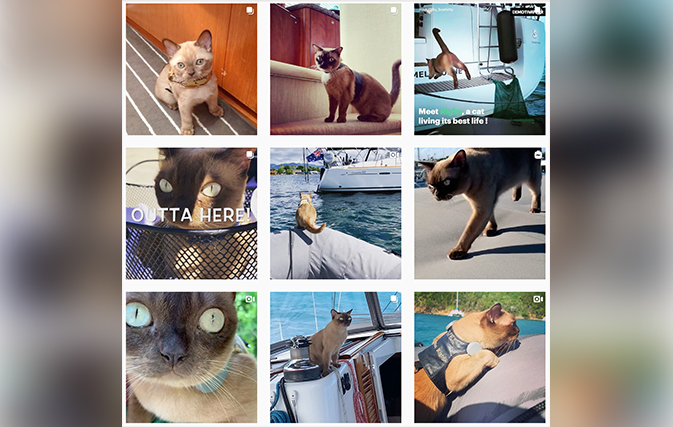 This-cat-is-living-large-sailing-around-the-world-on-a-yacht
