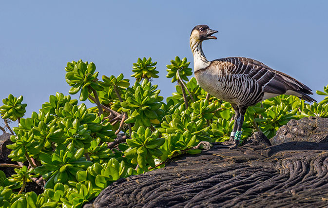 This-Hawaiian-festival-now-in-its-5th-year-is-perfect-for-birders