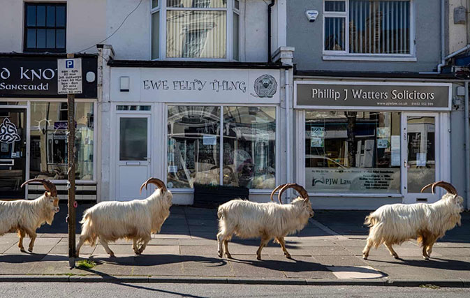 Goats-take-over-a-small-seaside-town-currently-in-lockdown