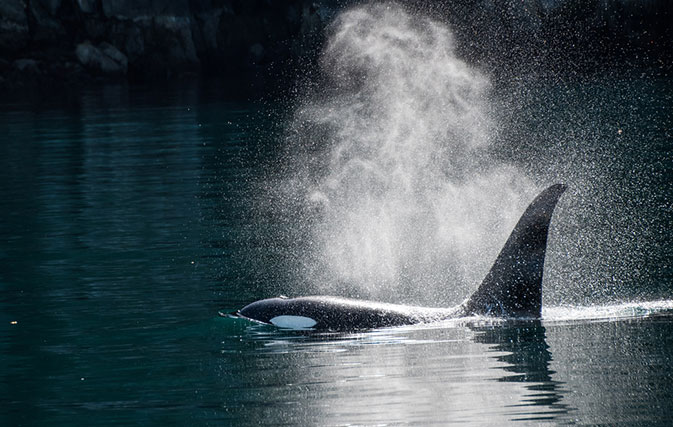 Whales-are-swimming-freely-in-Vancouver-during-the-citys-lockdown