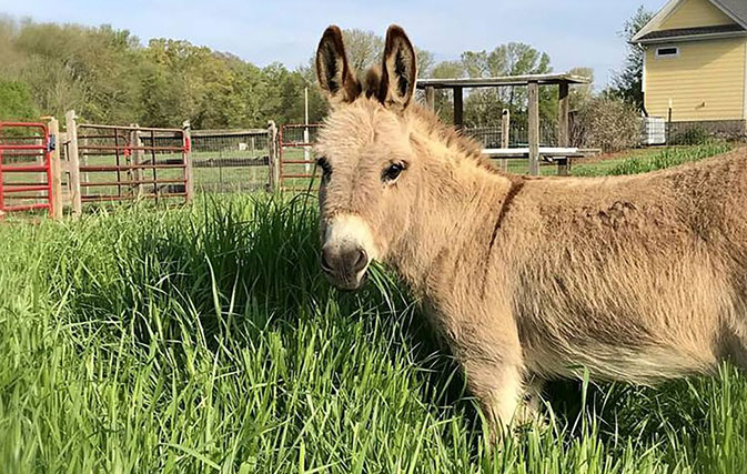 You-can-rent-a-miniature-donkey-to-crash-your-next-conference-call-3