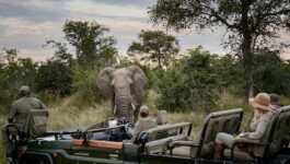 African Travel launches ‘Why Safari’ campaign, webinar series