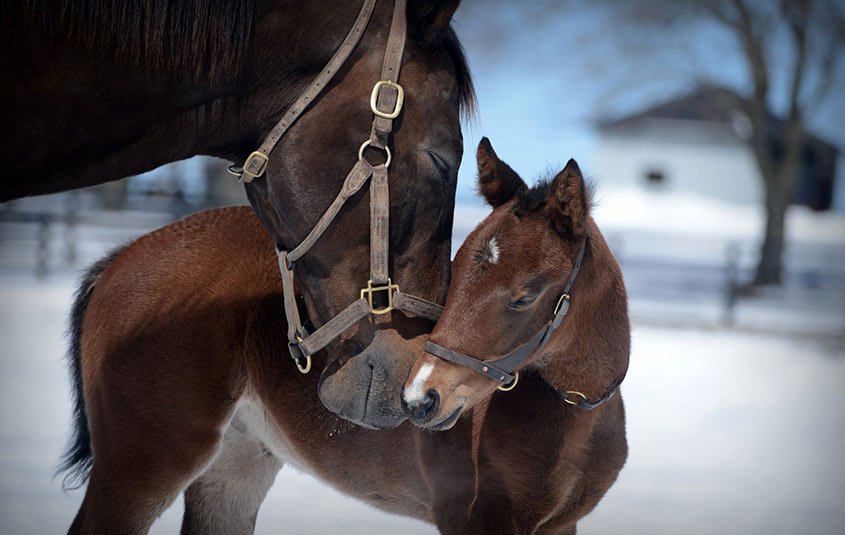 Making memories in the Bluegrass State is easy with Kentucky’s many charms