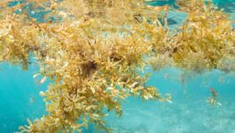 Heading off sargassum in Mexico proves never-ending battle