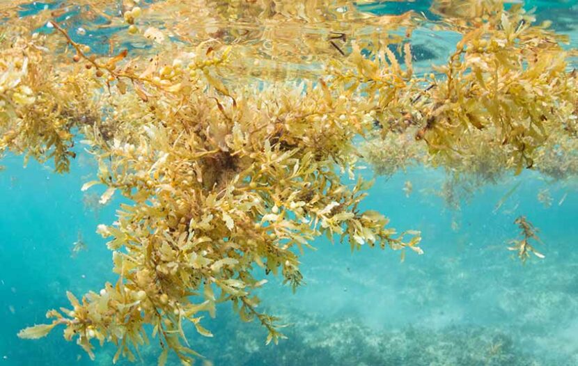 Heading off sargassum in Mexico proves never-ending battle