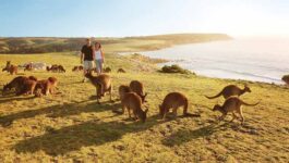 Tourism Australia account goes to PR agency TURNER