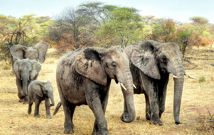 Exodus Travels celebrates World Elephant Day with new documentary - Vimarsana News