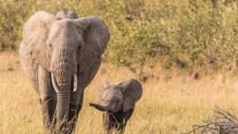 Goway announces winner in elephant naming contest