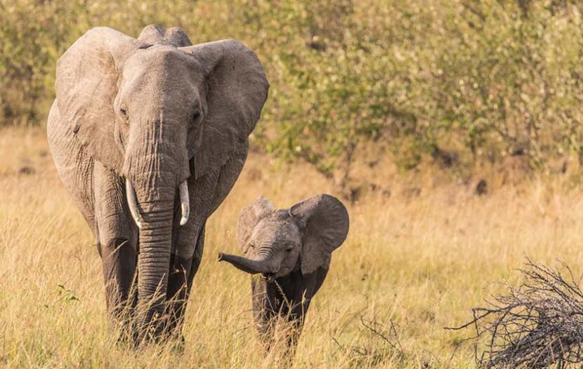 Goway announces winner in elephant naming contest