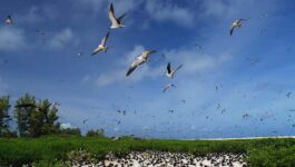 Birdwatching in The Seychelles