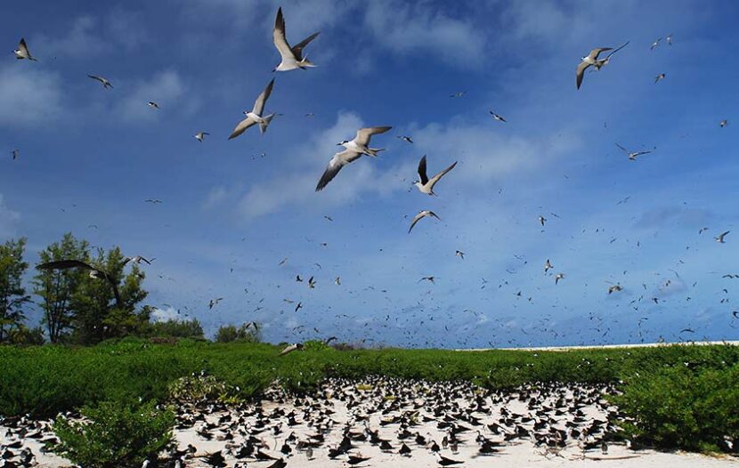 Birdwatching in The Seychelles