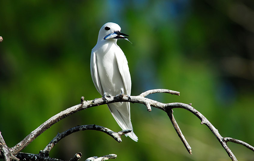 Birdwatching in The Seychelles