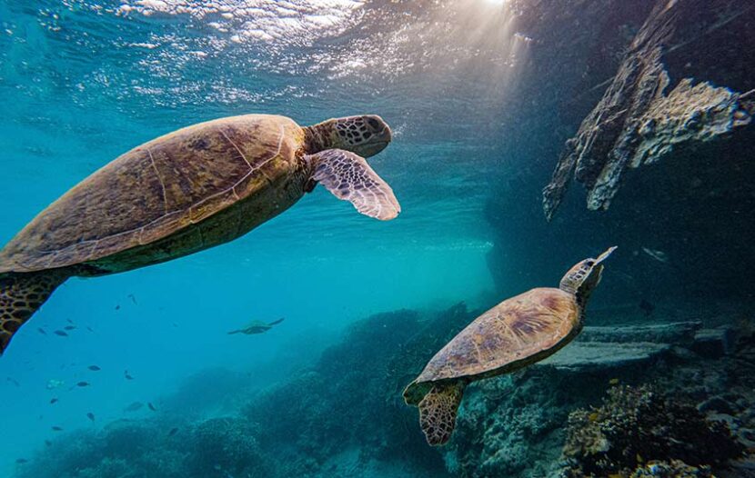 Get to know Australia’s Heron Island, land of sun and sea turtles