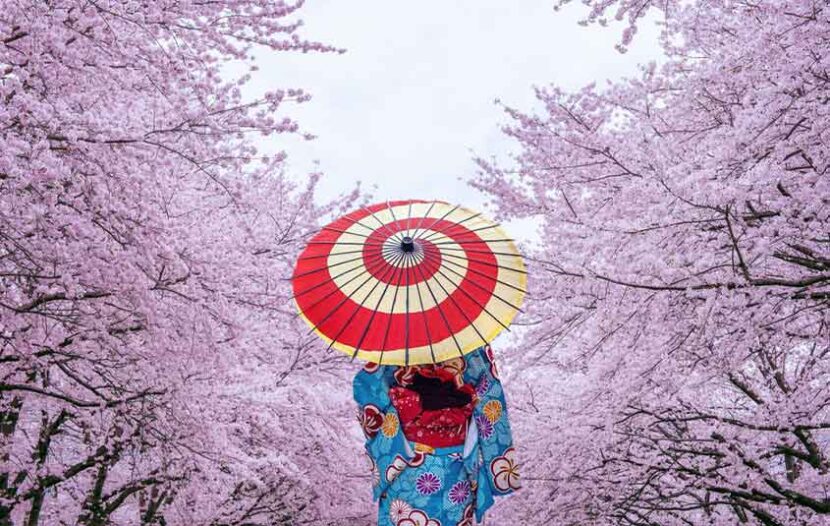 Goway has exclusive spots for Japan’s cherry blossom season