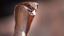 Snake on a plane! Pilot lands plane with deadly cobra under seat