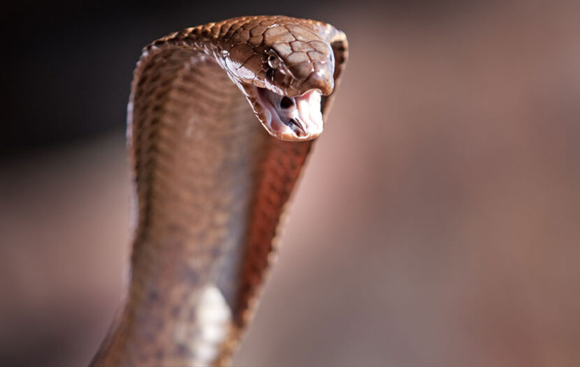 Snake on a plane! Pilot lands plane with deadly cobra under seat