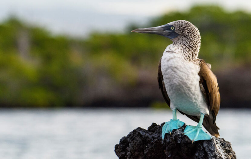 Cruise industry veteran Cheryl Jiffo now onboard with Aqua Expeditions