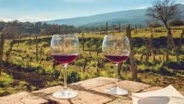 The Wines of Sicily: What to know before you go, with Collette