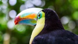Embrace a Pura Vida lifestyle…become a certified Essential Costa Rica expert and you could win!